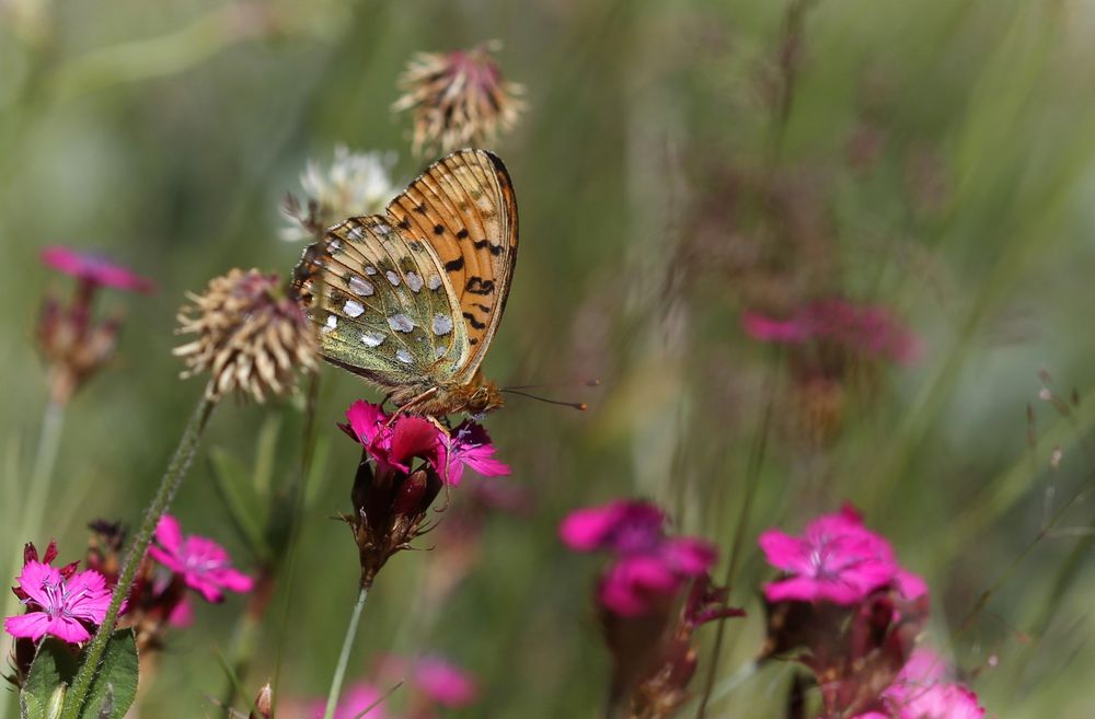 Argynnis aglaja Foto & Bild tiere, wildlife, schmetterlinge Bilder