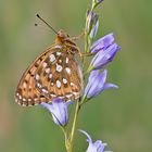 ~ Argynnis aglaja ~