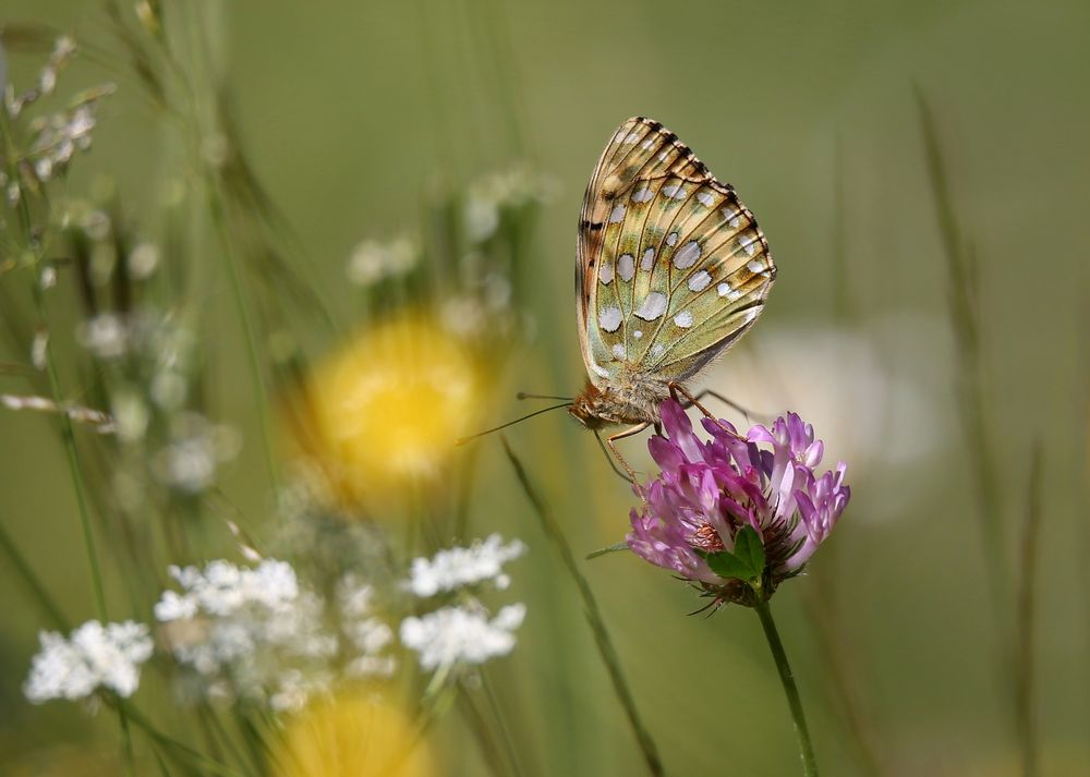 Argynnis aglaja