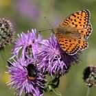 Argynnis aglaja