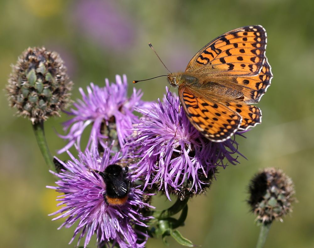 Argynnis aglaja Foto & Bild sommer, makro, natur Bilder auf