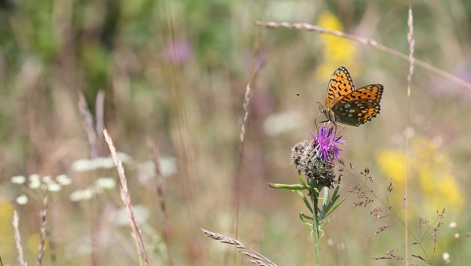 Argynnis aglaja