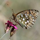 Argynnis aglaja