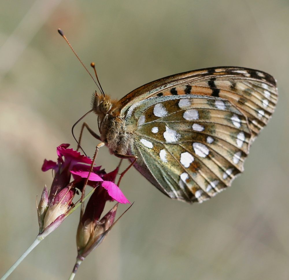 Argynnis aglaja Foto & Bild | makro, natur, insekten Bilder auf