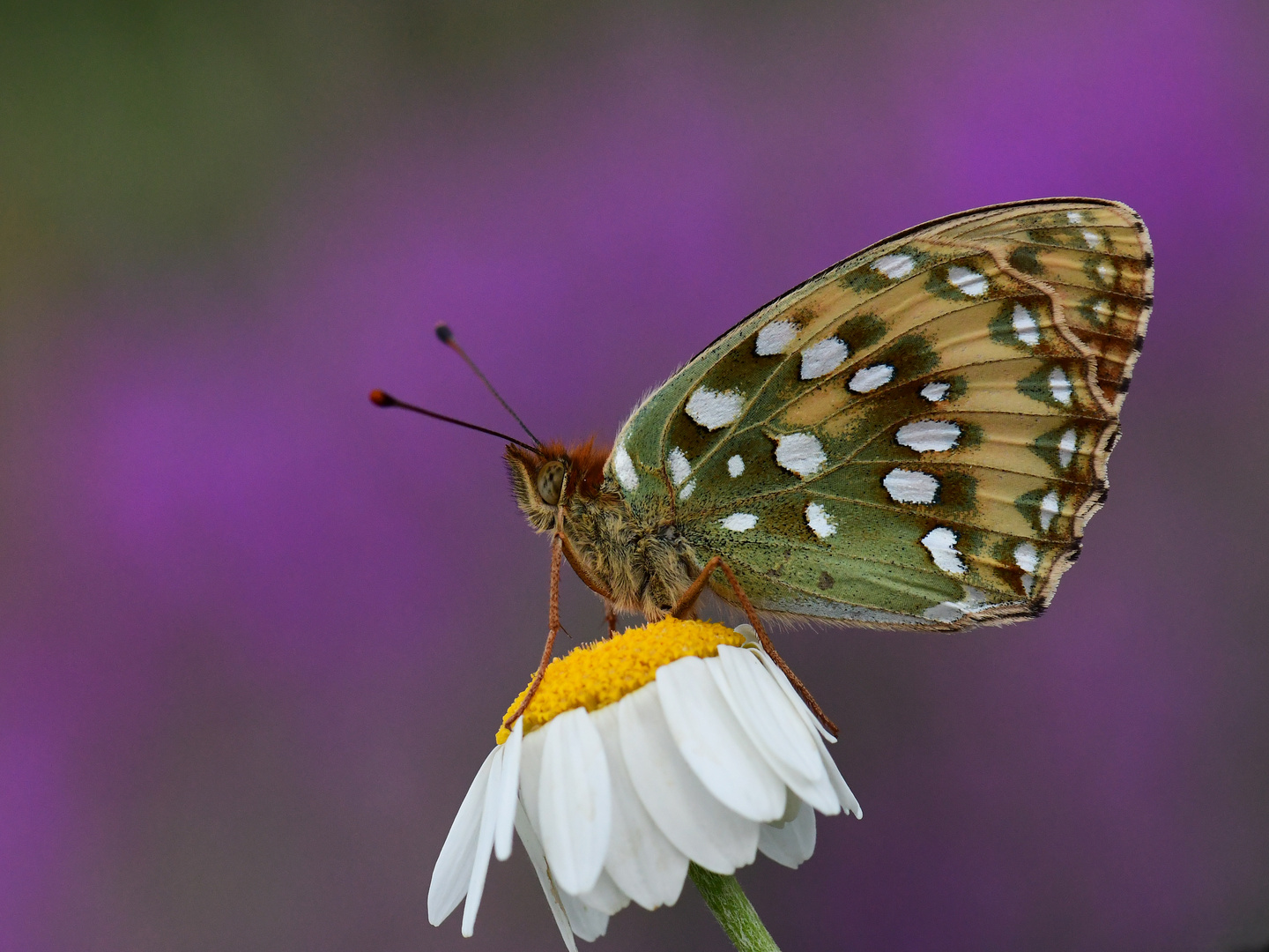 Argynnis aglaja