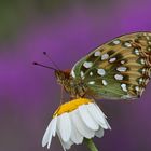 Argynnis aglaja