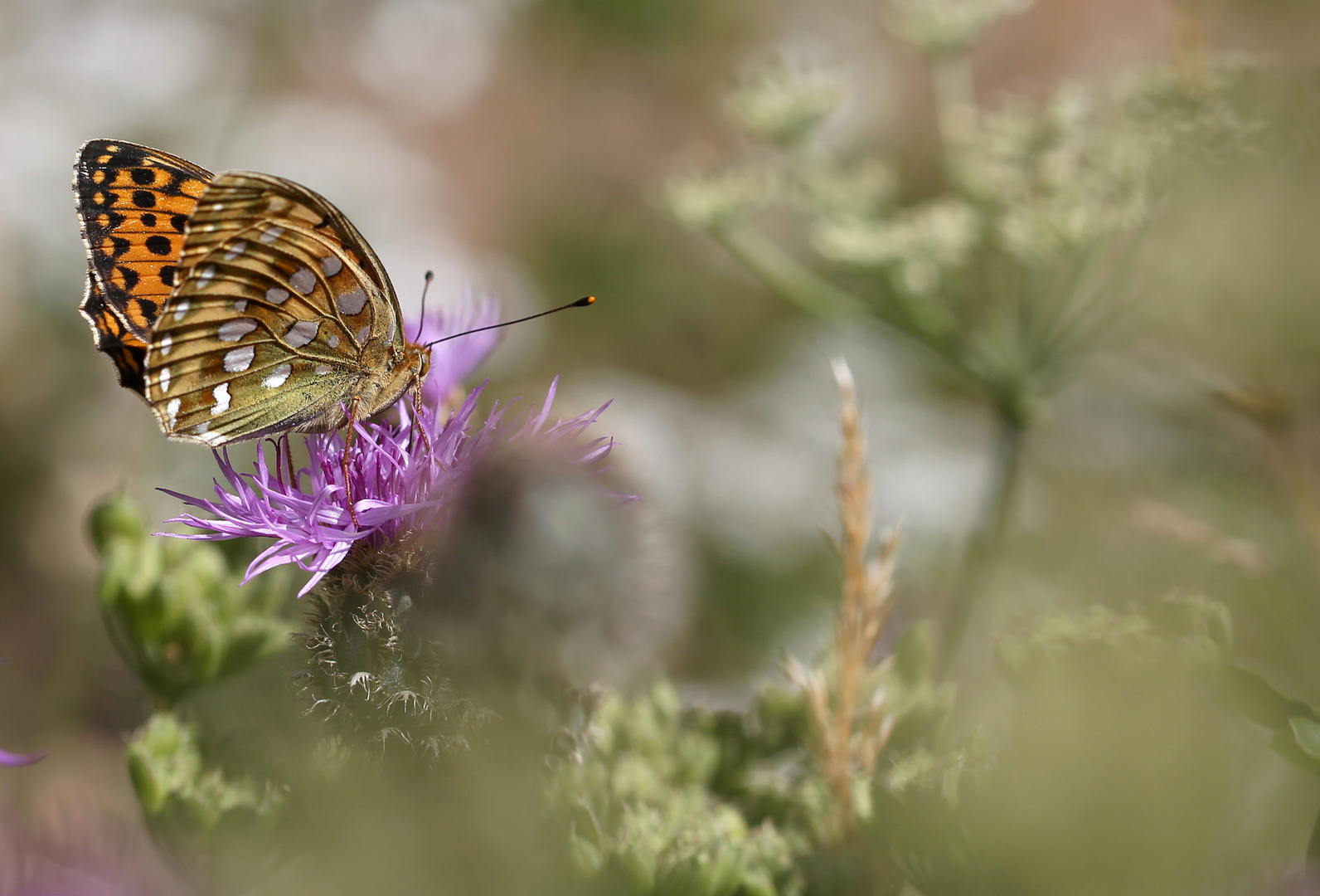 Argynnis aglaja Foto & Bild | makro, natur, pflanzen Bilder auf