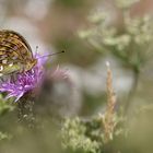 Argynnis aglaja