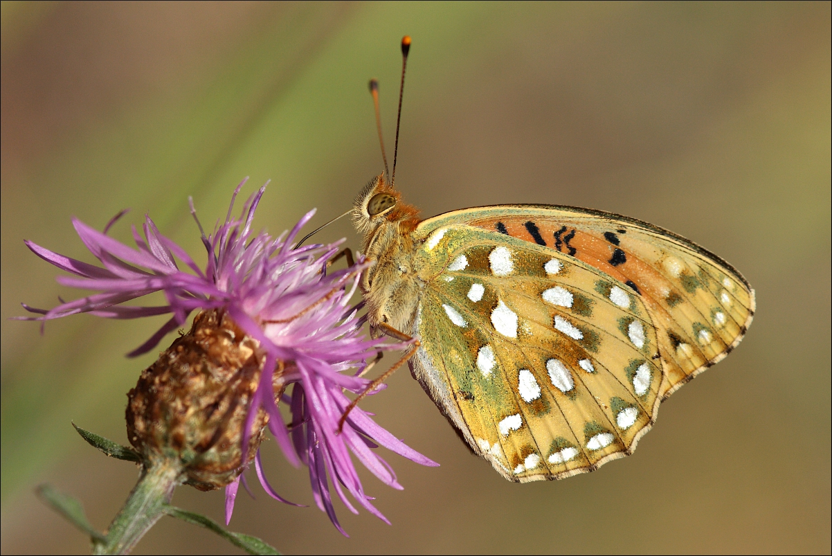 Argynnis aglaja