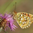 Argynnis aglaja