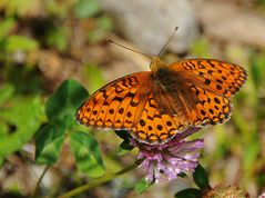 Argynnis aglaja