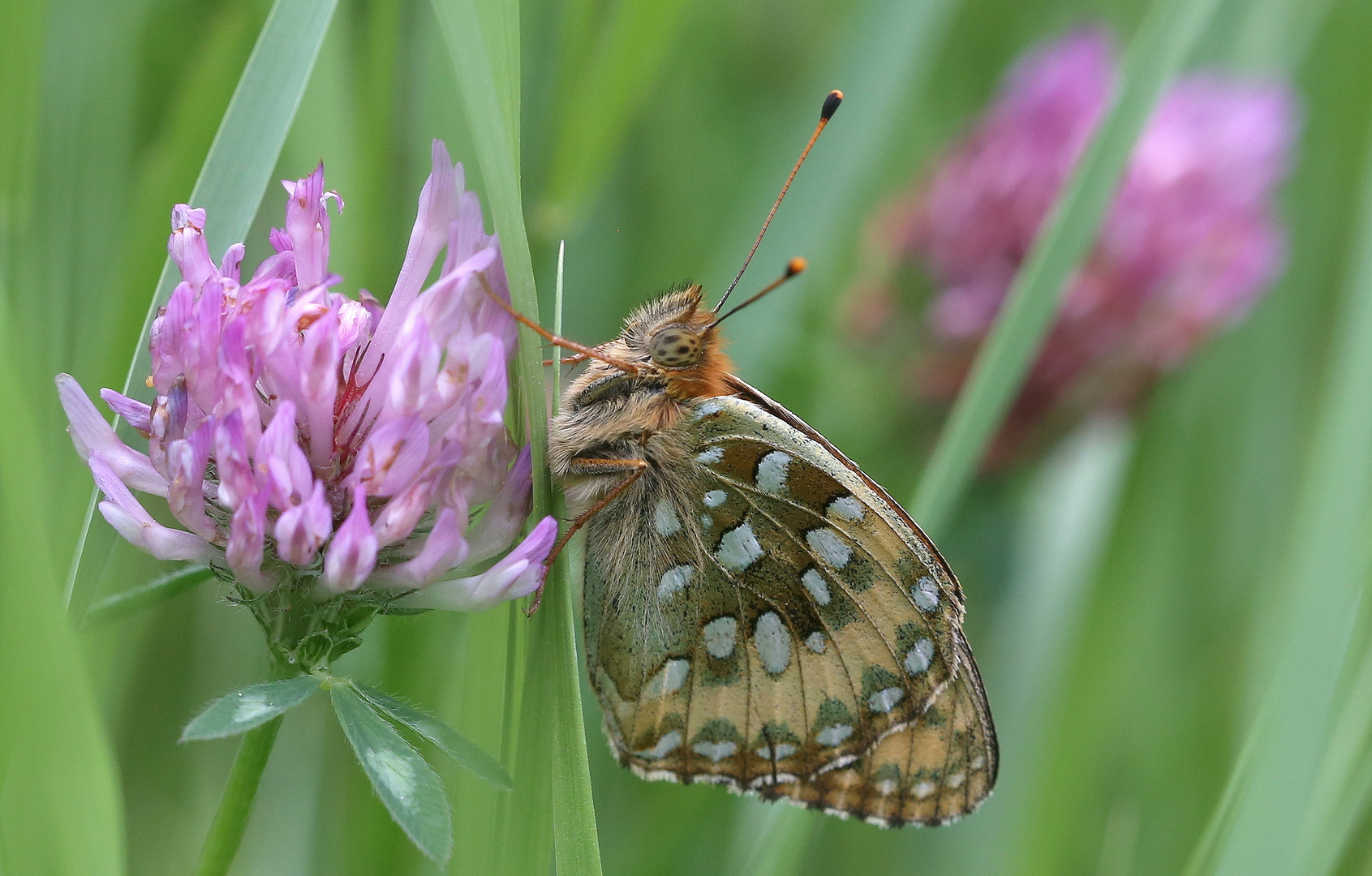 Argynnis aglaja