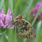 Argynnis aglaja