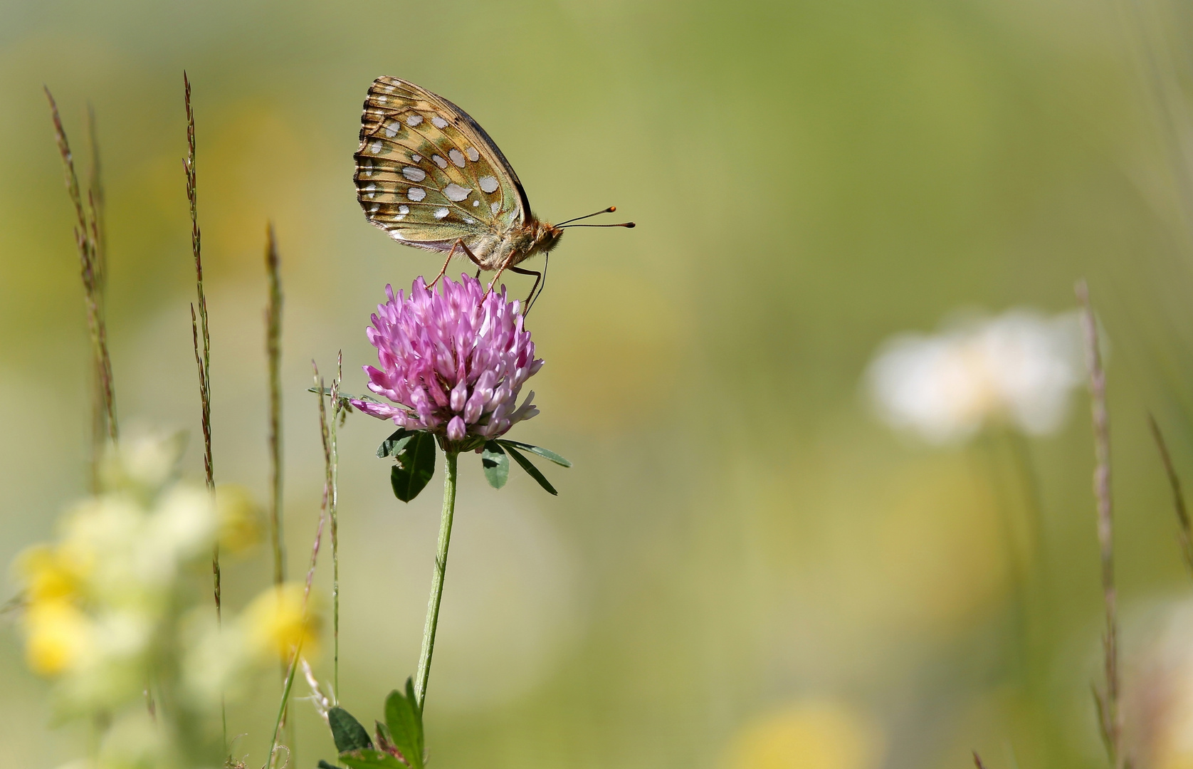 Argynnis aglaja