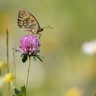 Argynnis aglaja