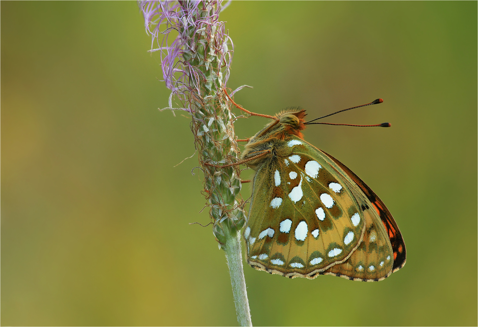 Argynnis aglaja Foto & Bild | tiere, wildlife, schmetterlinge Bilder