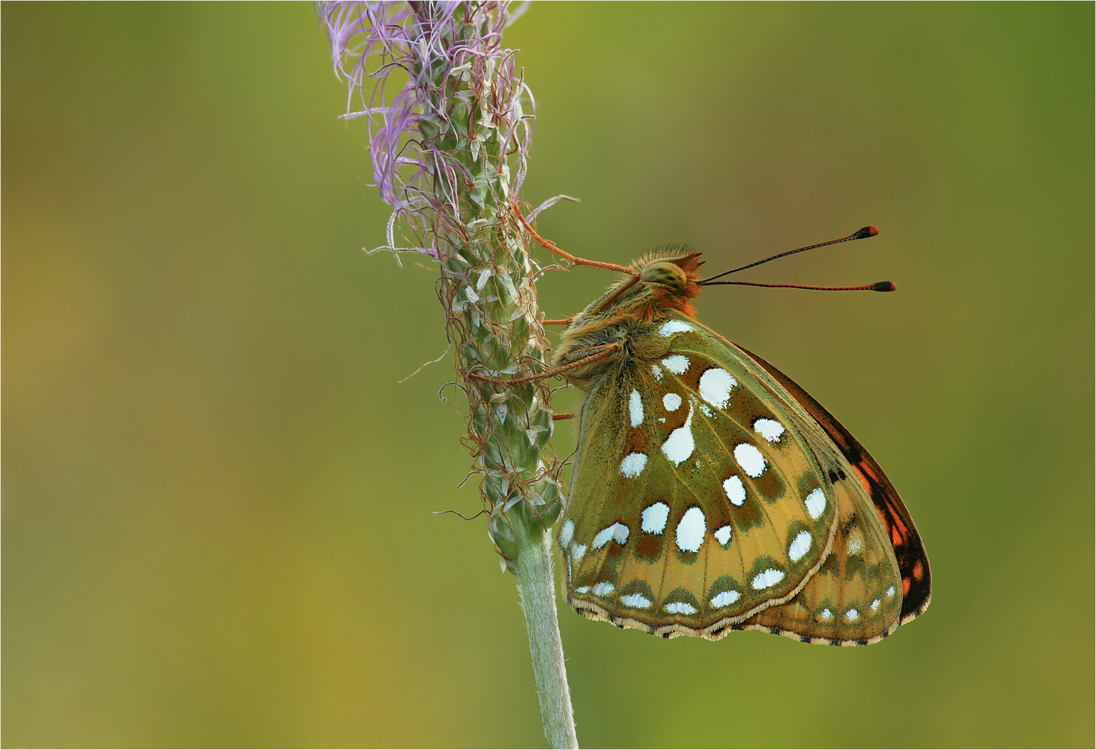 Argynnis aglaja