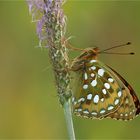 Argynnis aglaja