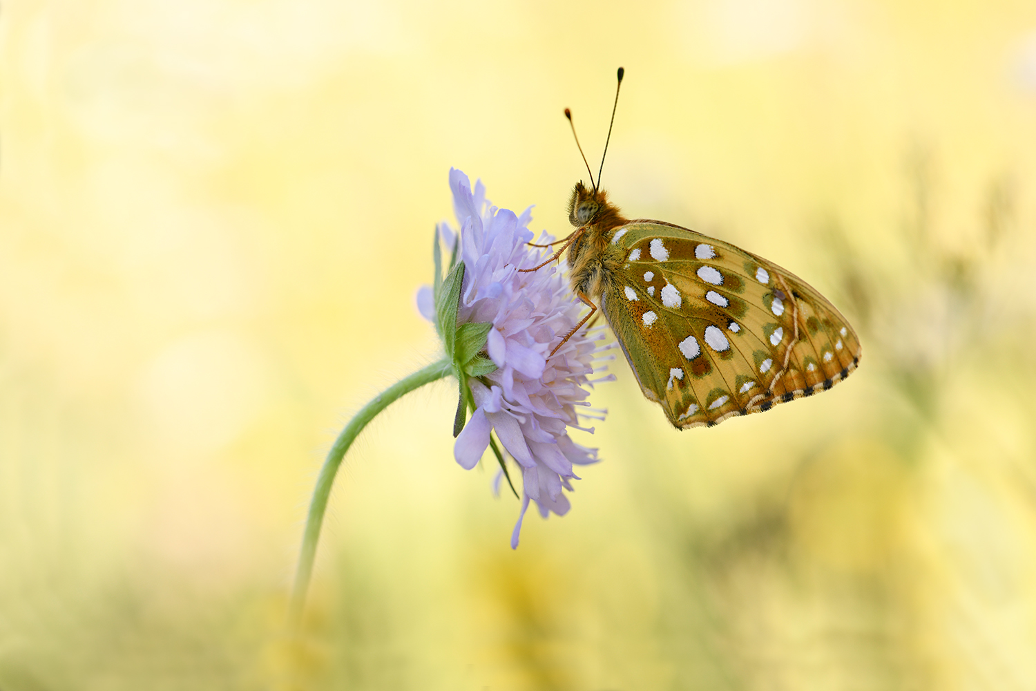 Argynnis aglaja... grosser Perlmutterfalter