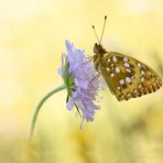 Argynnis aglaja... grosser Perlmutterfalter