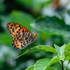 Argynnis hyperbius,