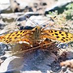 Argynnis lathonia