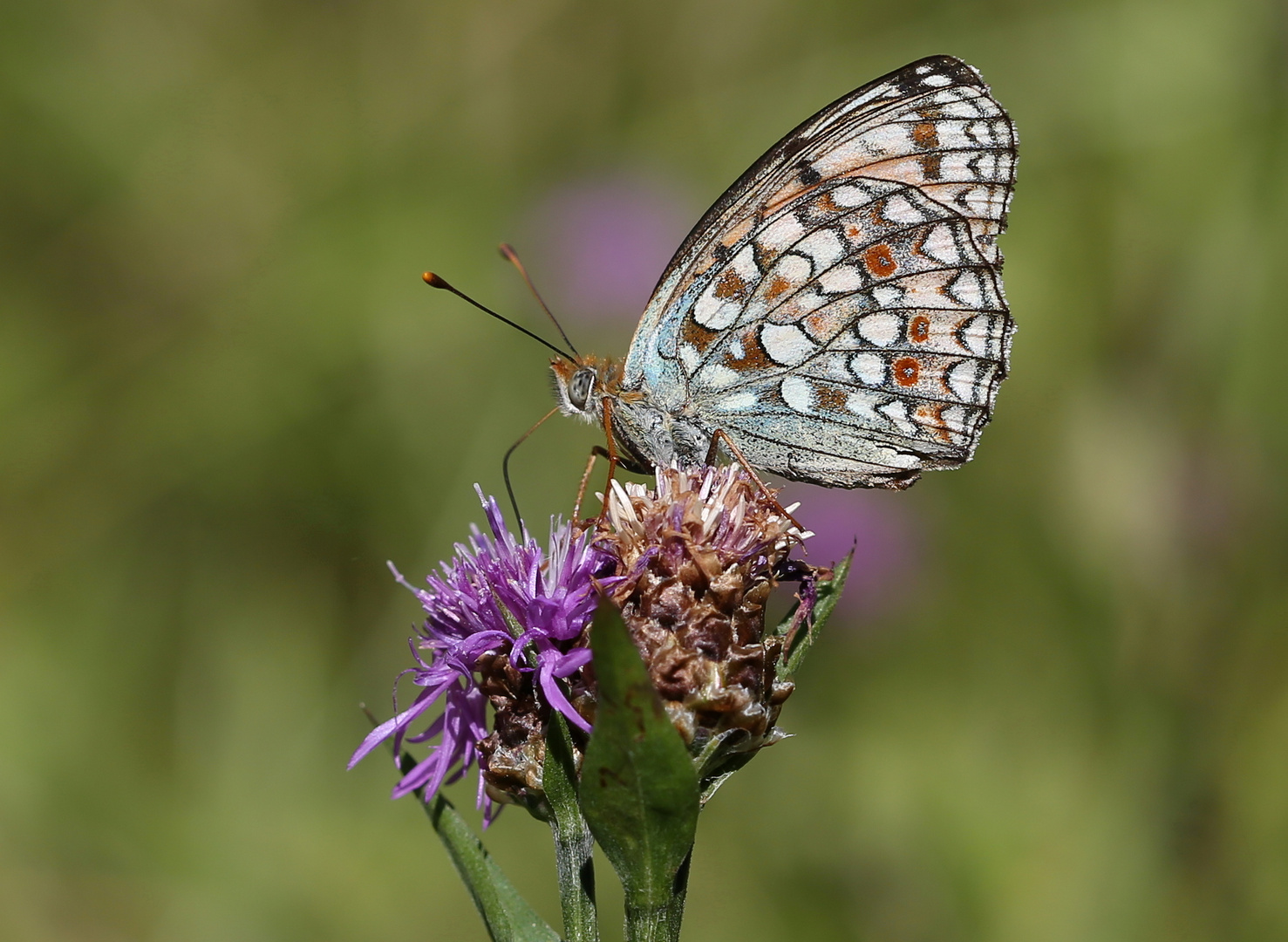 Argynnis niobe