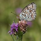 Argynnis niobe