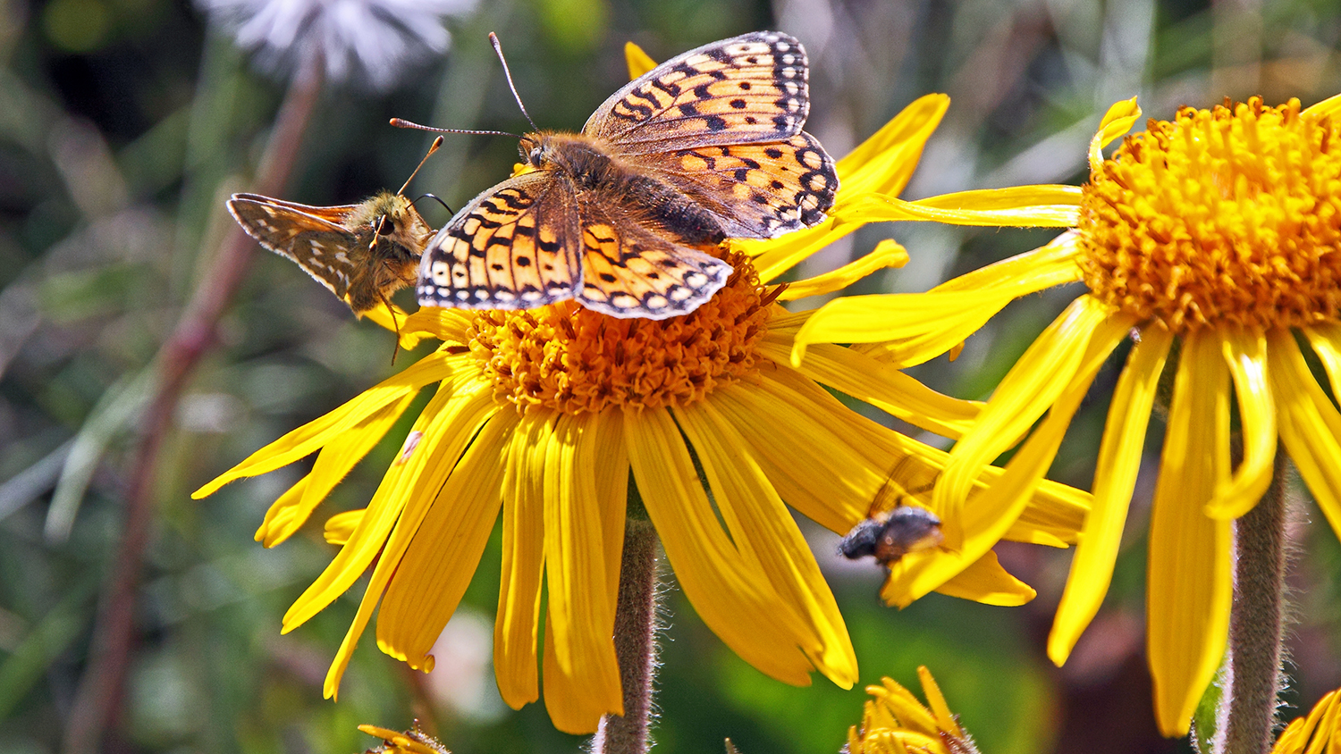 Argynnis niobe - Mttlerer Perlmutterfalter im Wallis oberhalb von Zermatt...