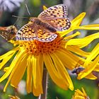 Argynnis niobe - Mttlerer Perlmutterfalter im Wallis oberhalb von Zermatt...