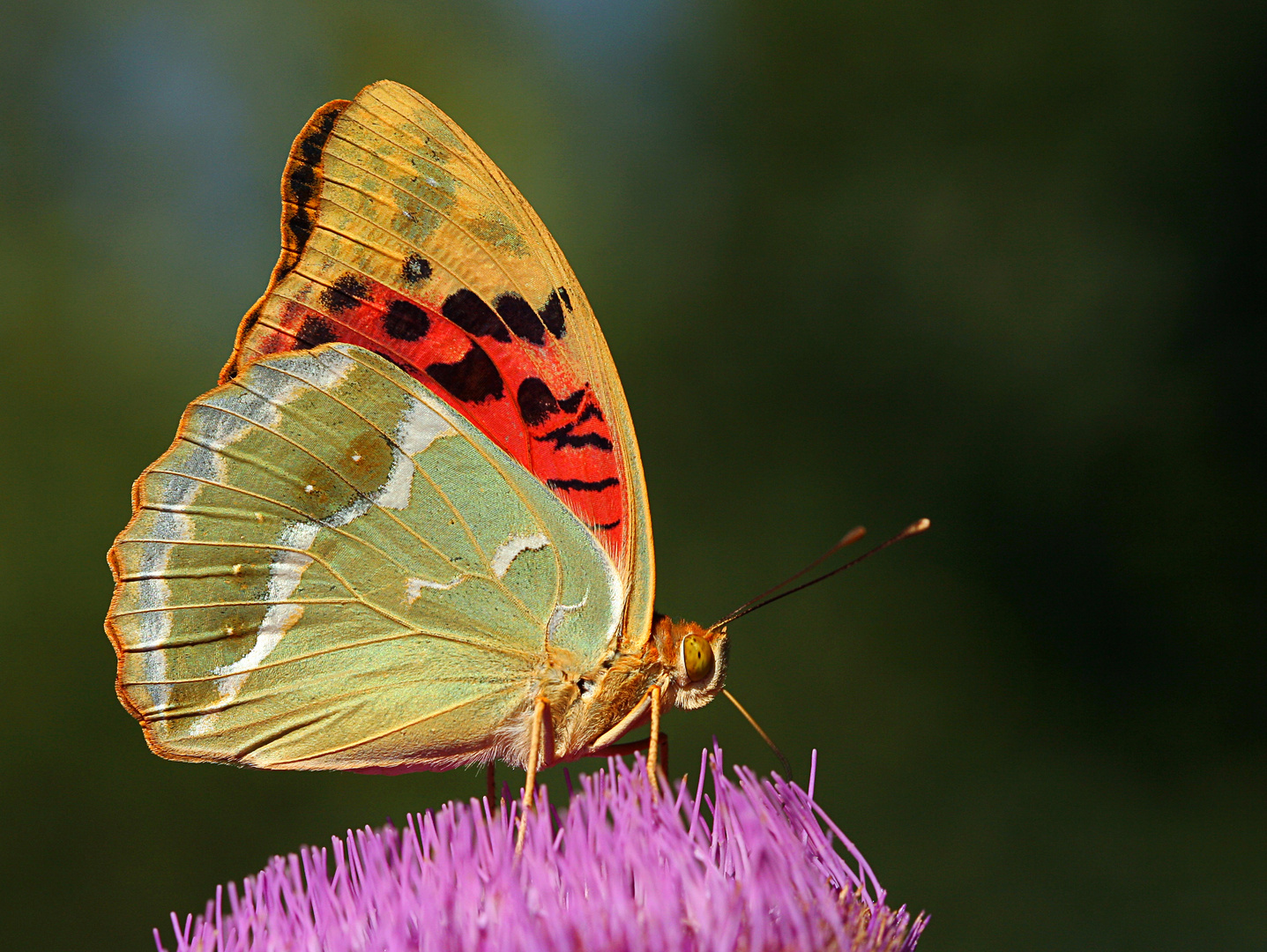 Argynnis pandora