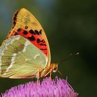 Argynnis pandora