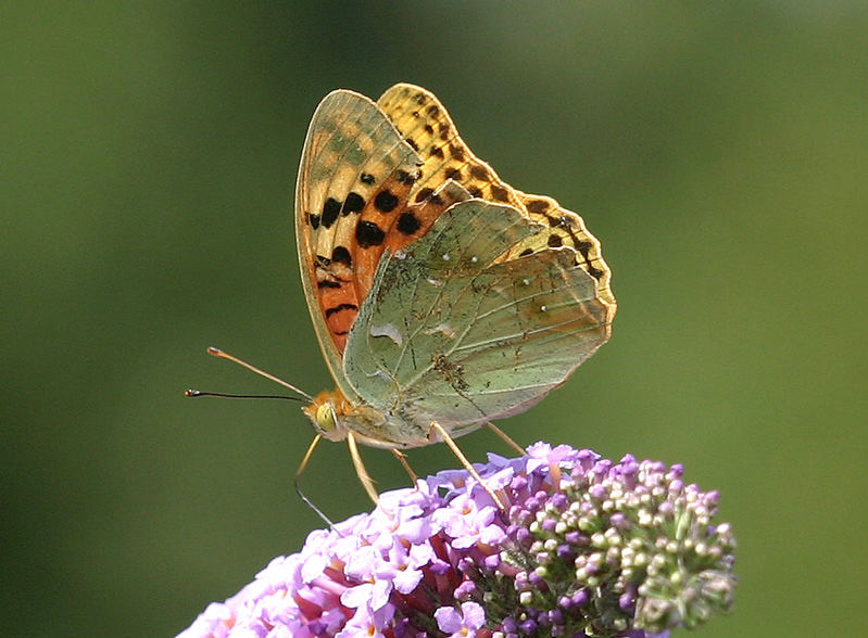 Argynnis pandora