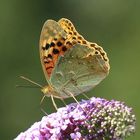 Argynnis pandora