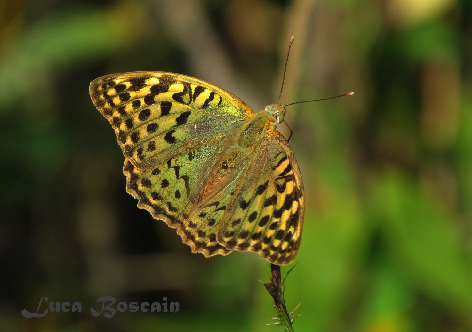 Argynnis pandora