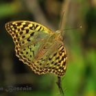 Argynnis pandora