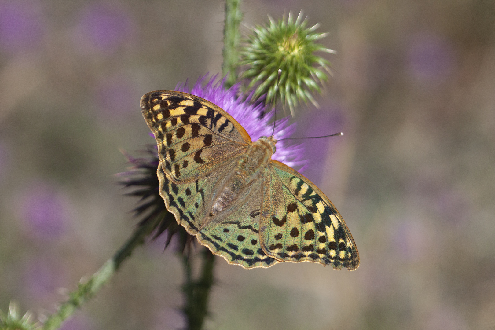 Argynnis pandora ,Le Cardinal