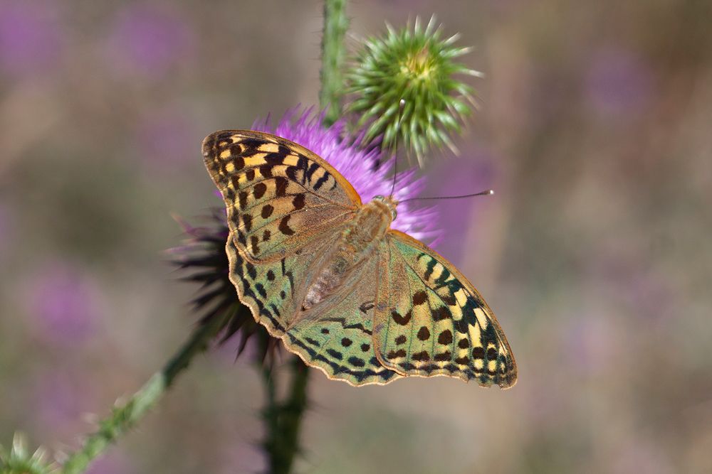 Argynnis pandora ,Le Cardinal