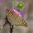 Argynnis pandora ,Le Cardinal