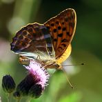 Argynnis paphia