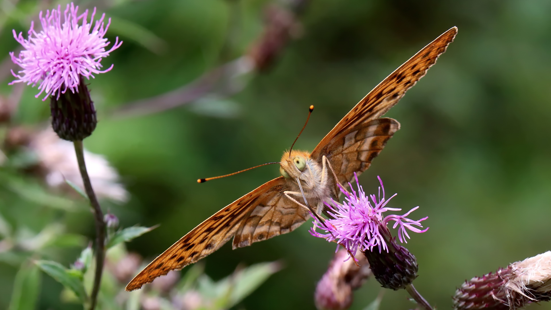 Argynnis paphia