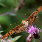 Argynnis paphia