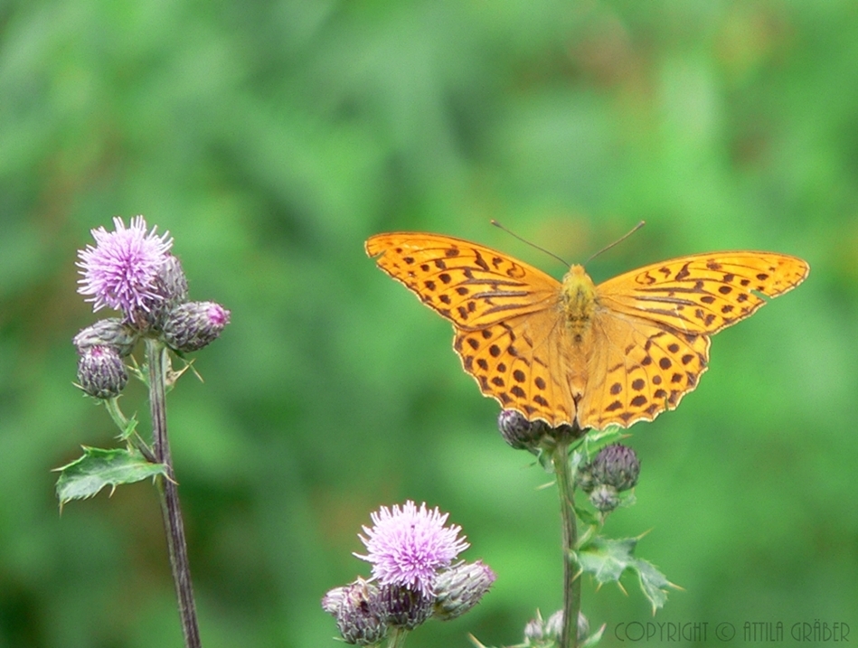 Argynnis paphia