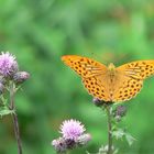 Argynnis paphia