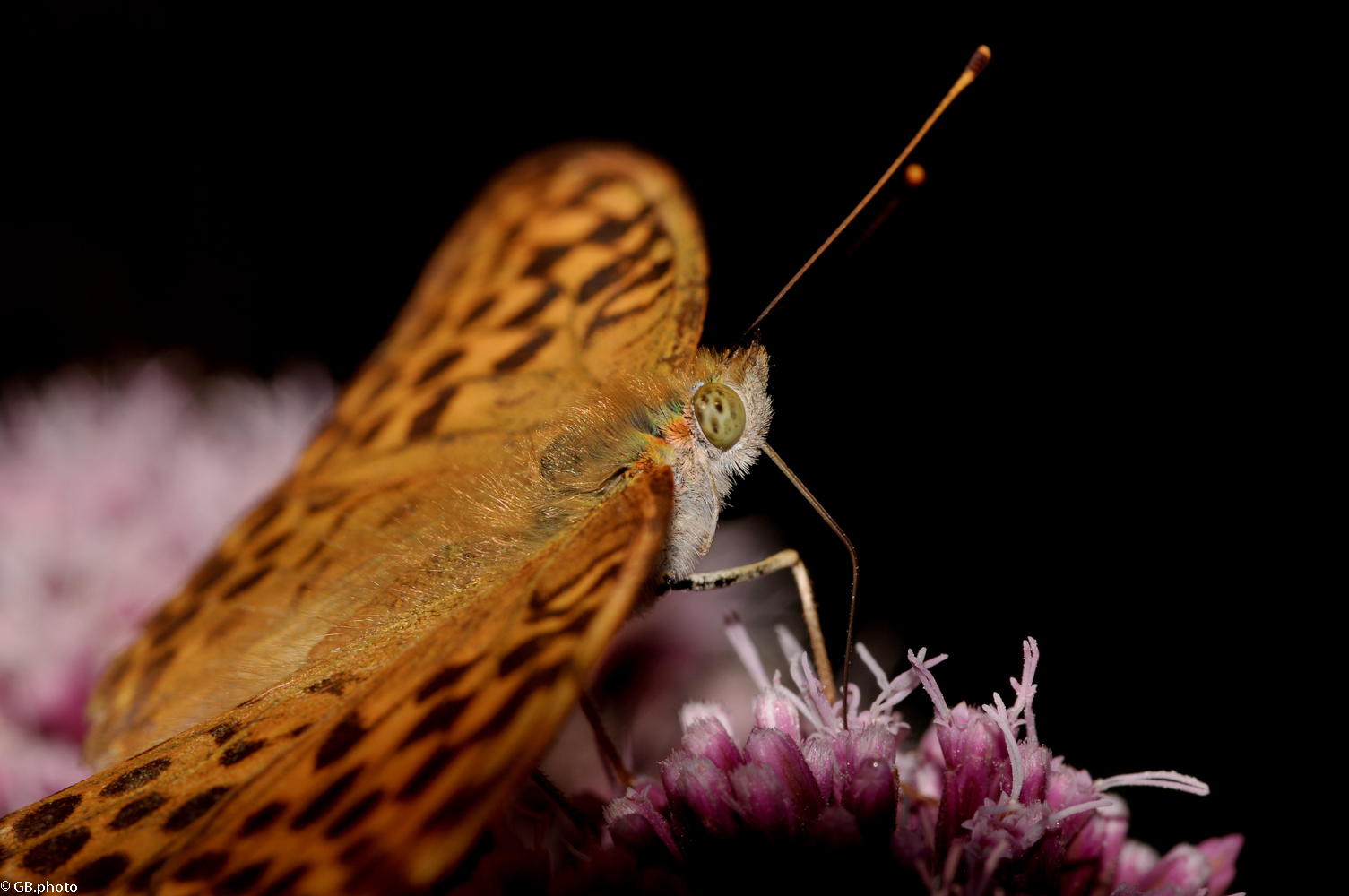 Argynnis paphia