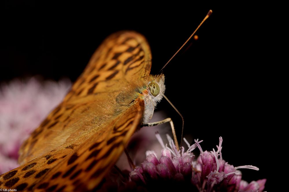 Argynnis paphia