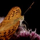 Argynnis paphia