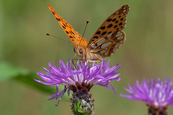 Argynnis Paphia