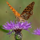 Argynnis Paphia