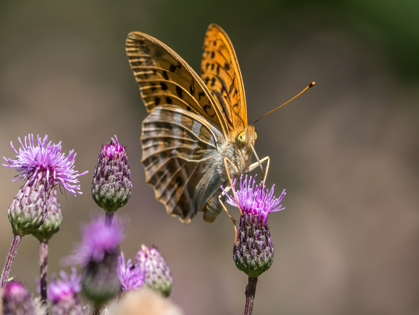 Argynnis paphia